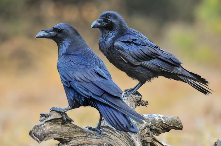 Two ravens perch on a log