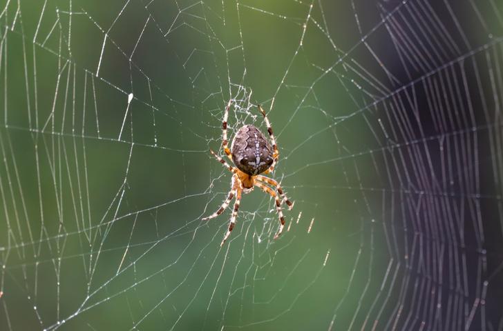 A brown spider sits in the middle of a web